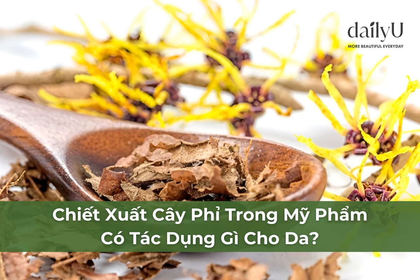 Chiết Xuất Cây Phỉ Trong Mỹ Phẩm Có Tác Dụng Gì Cho Da? - Mỹ Phẩm DailyU